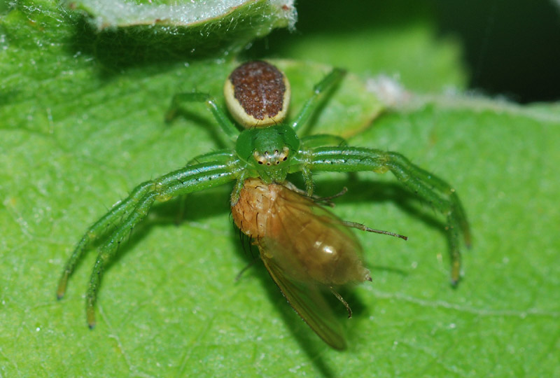 Philodromus sp.; Linyphia sp.; Diaea dorsata